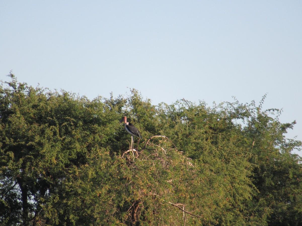 Marabou Stork - ML224311621