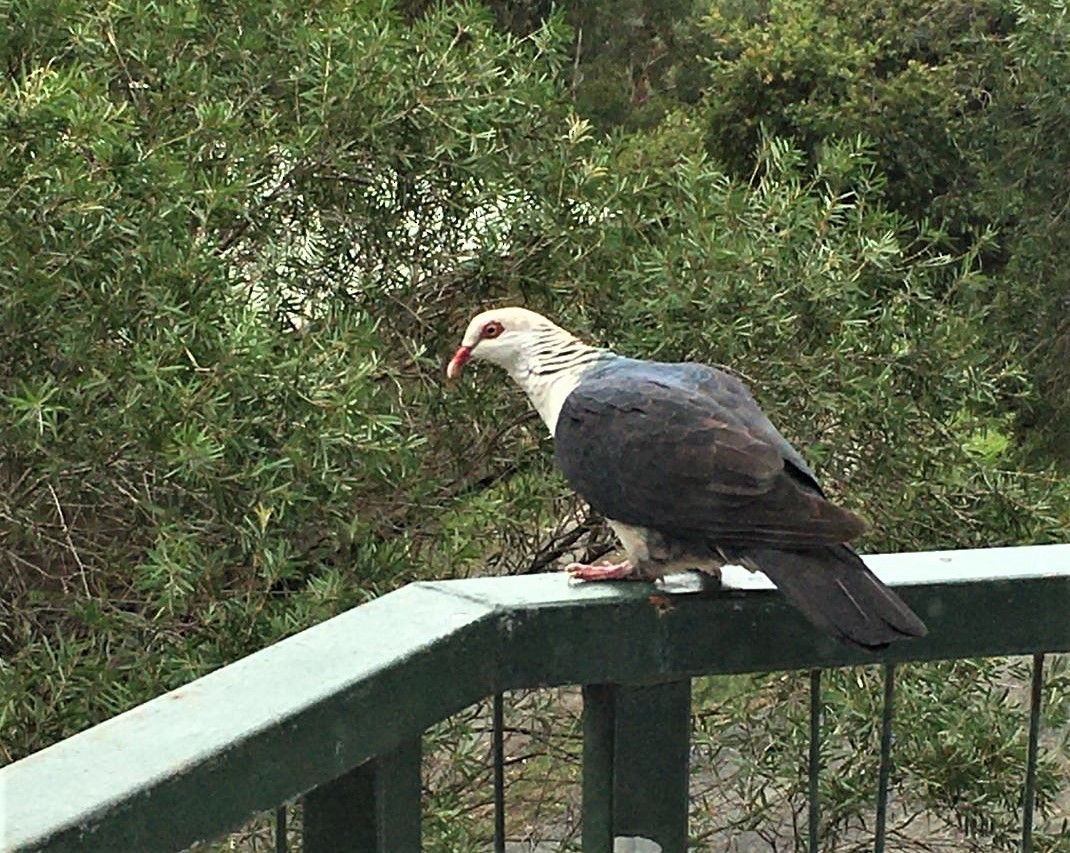 White-headed Pigeon - ML224311661