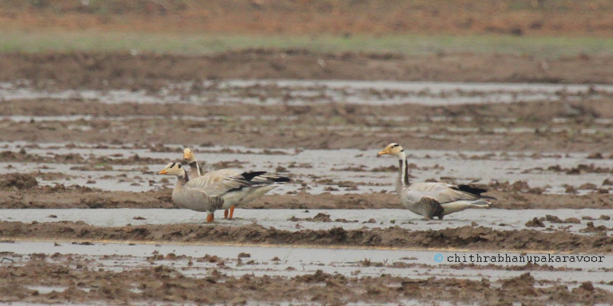 Bar-headed Goose - chithrabhanu pakaravoor