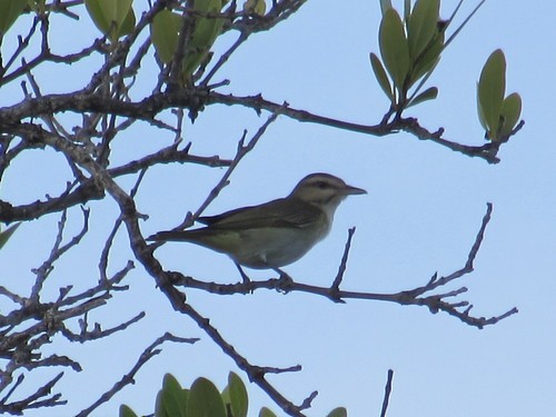Black-whiskered Vireo - ML224316121