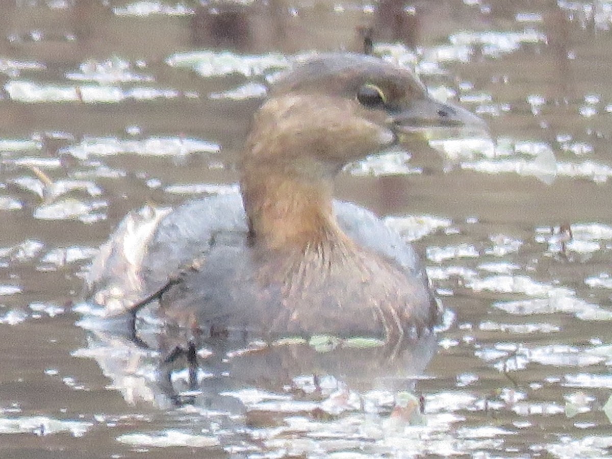 Pied-billed Grebe - ML22431681