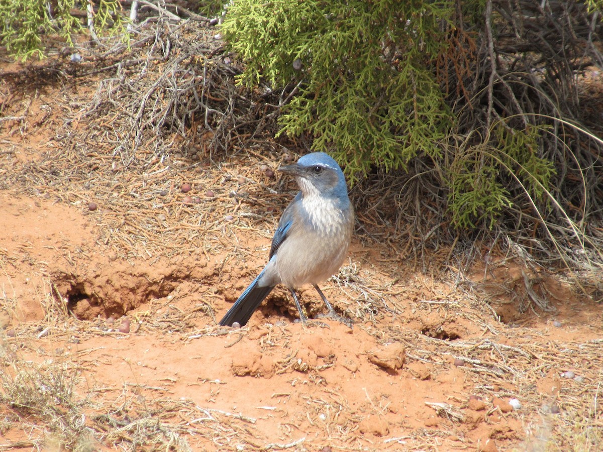 Woodhouse's Scrub-Jay - ML224318241