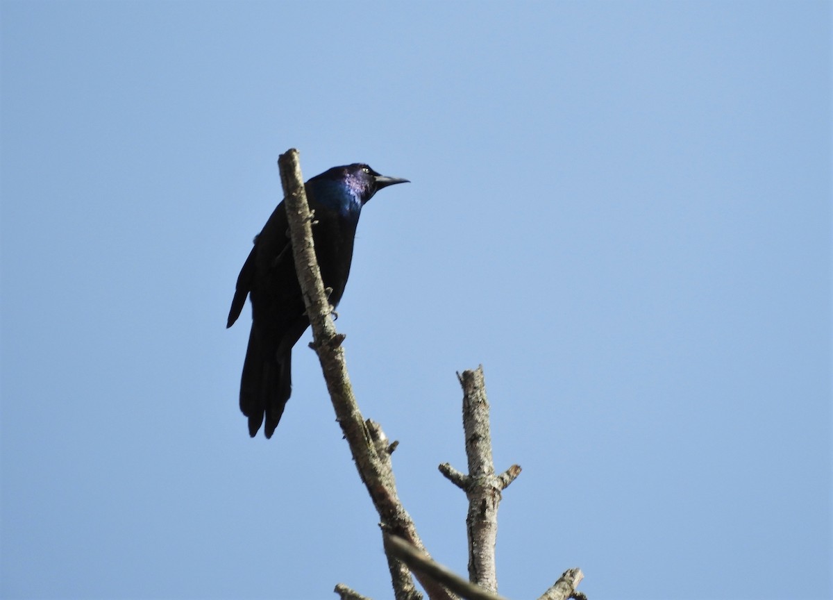 Common Grackle - ML224318741