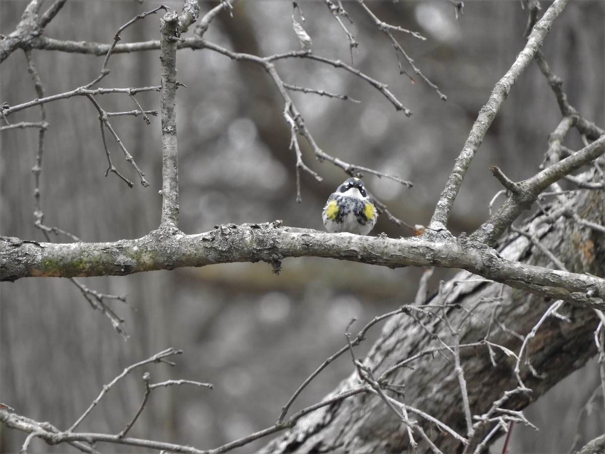 Yellow-rumped Warbler - Heidi Tarasiuk