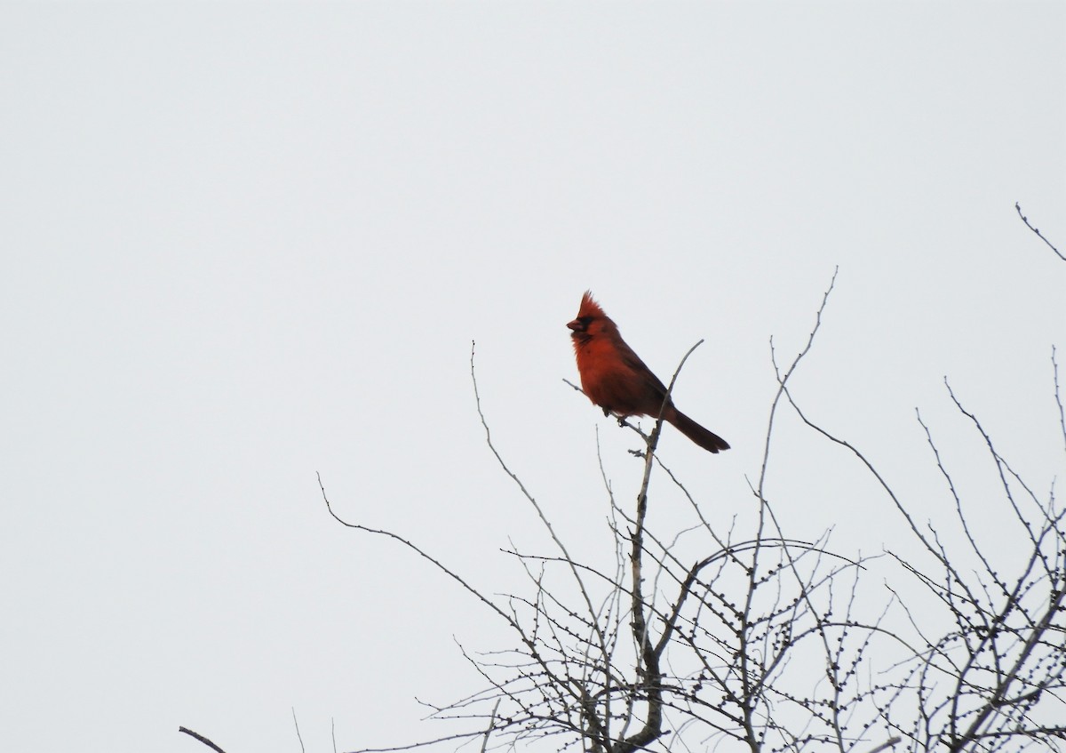 Northern Cardinal - heidi tarasiuk