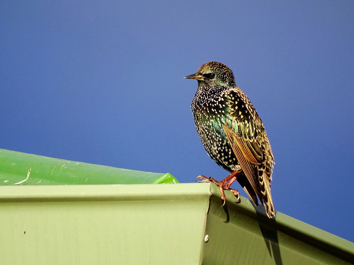 European Starling - ML224319051