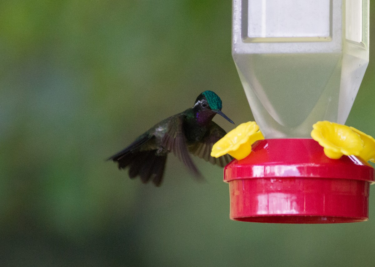 Purple-throated Mountain-gem - ML22431951