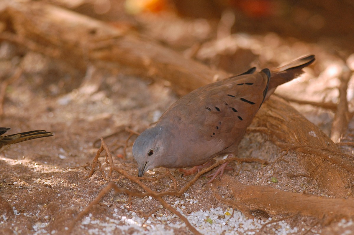 Ruddy Ground Dove - Etienne Artigau🦩