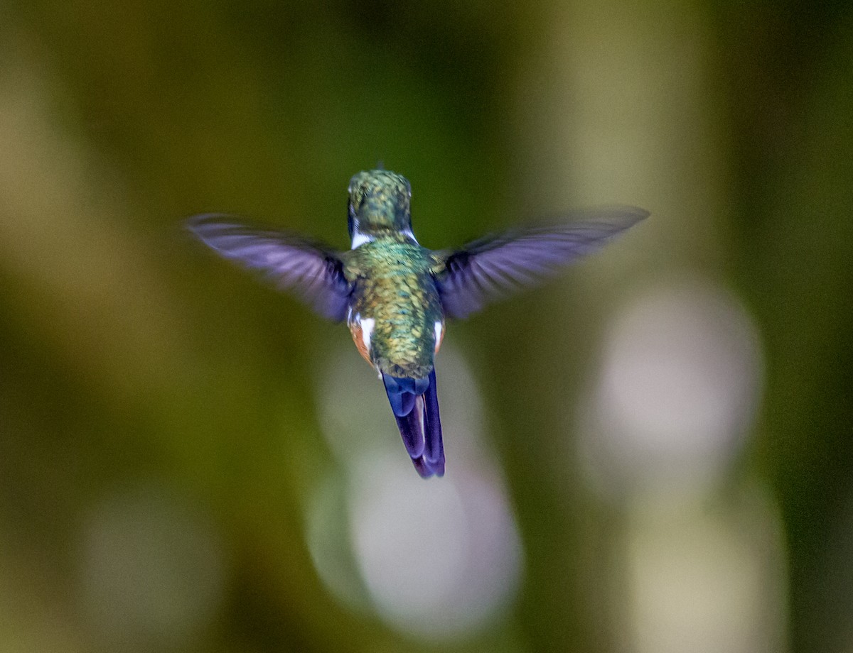 Violettkehl-Sternkolibri - ML22432011