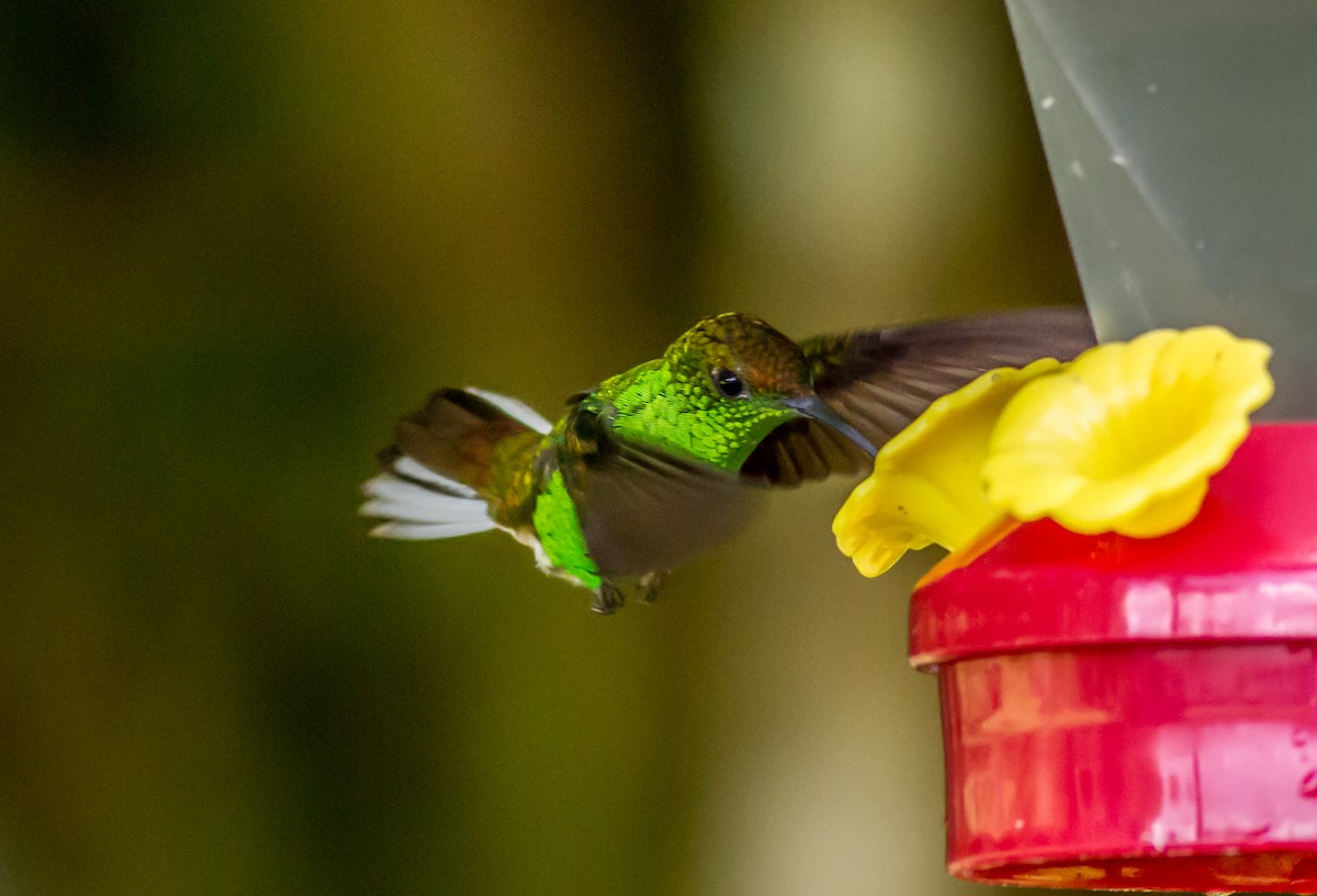 Coppery-headed Emerald - ML22432021