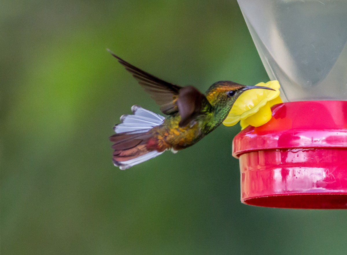 Coppery-headed Emerald - ML22432031