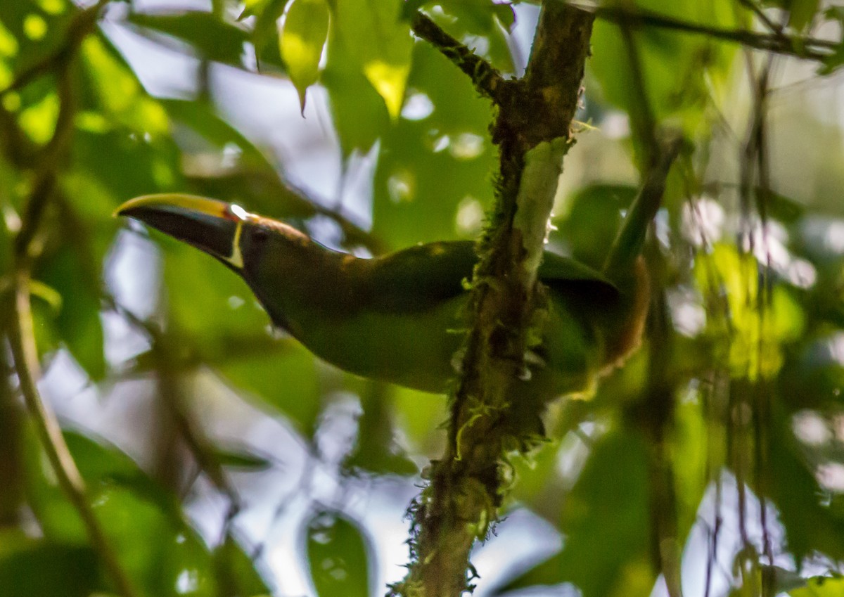 Northern Emerald-Toucanet - ML22432041