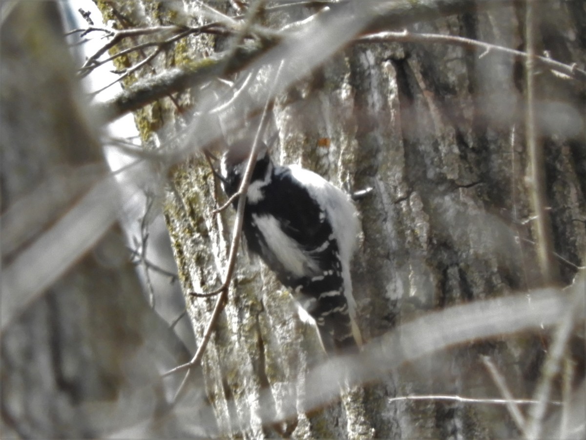 Hairy Woodpecker - heidi tarasiuk