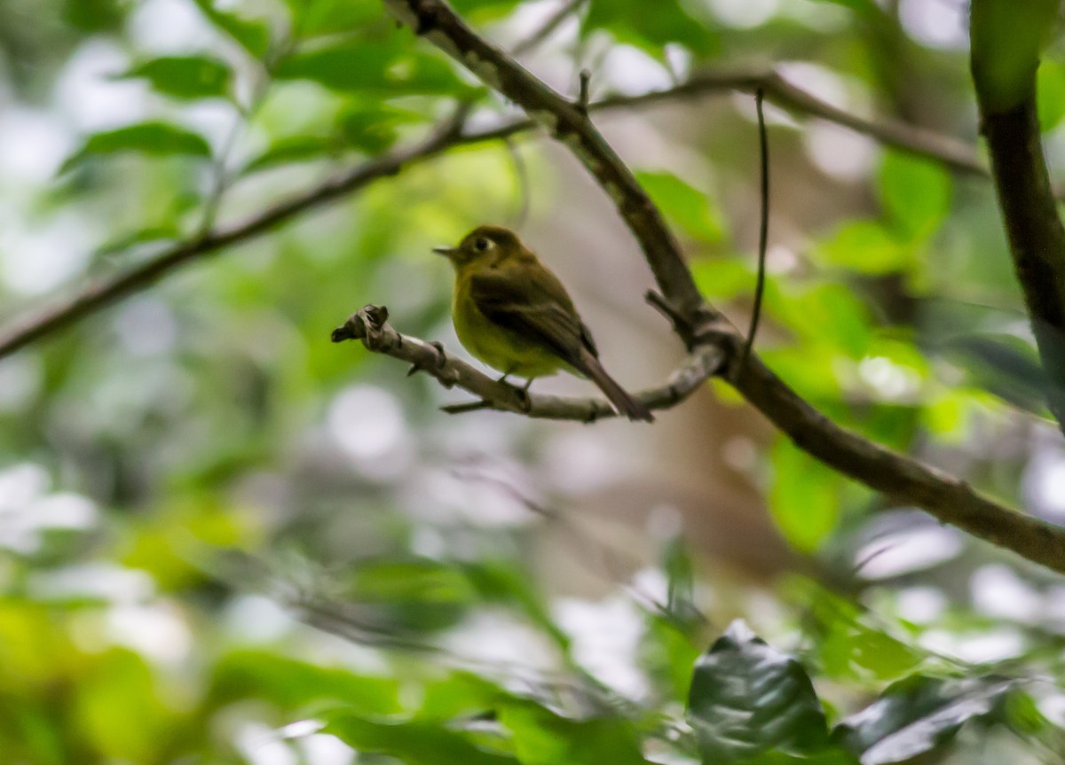 Yellowish Flycatcher - ML22432081