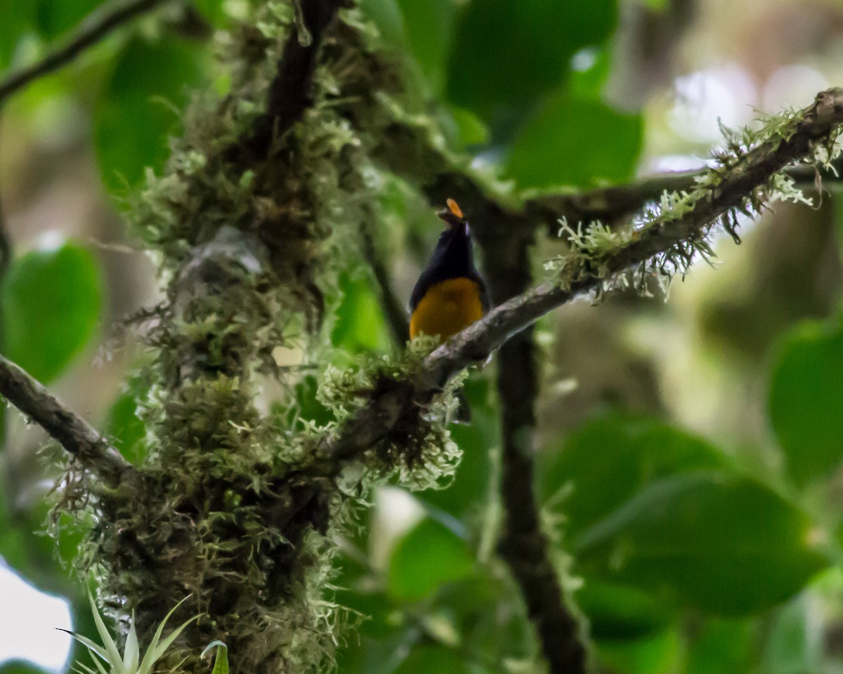 Slate-throated Redstart - ML22432111