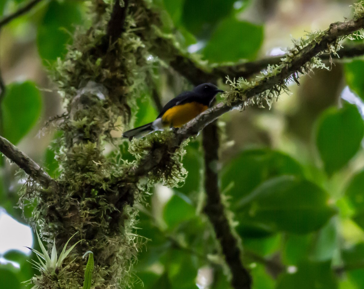 Slate-throated Redstart - ML22432121