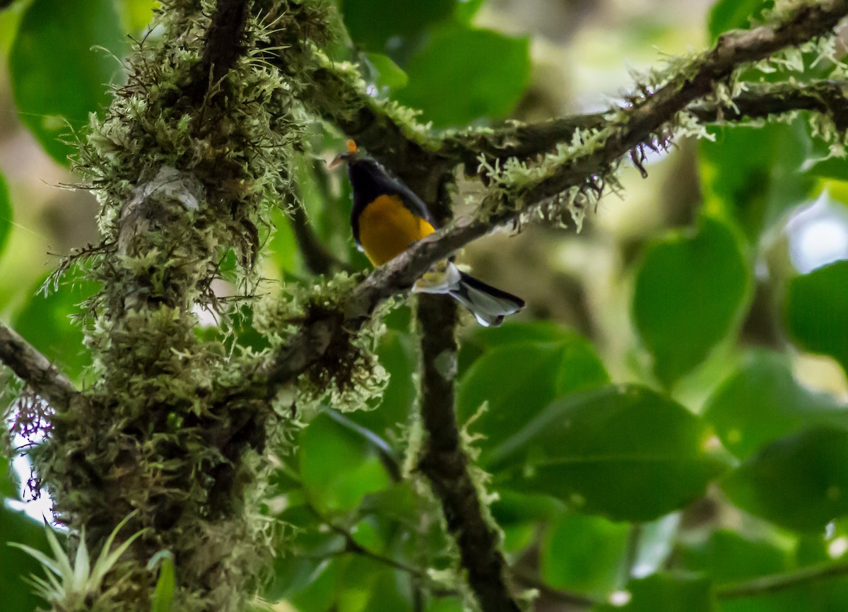 Slate-throated Redstart - ML22432131