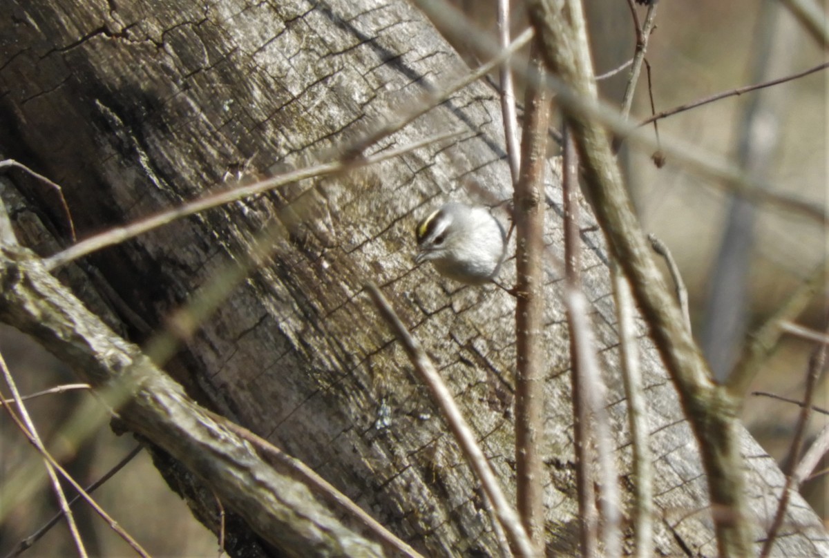 Golden-crowned Kinglet - Heidi Tarasiuk