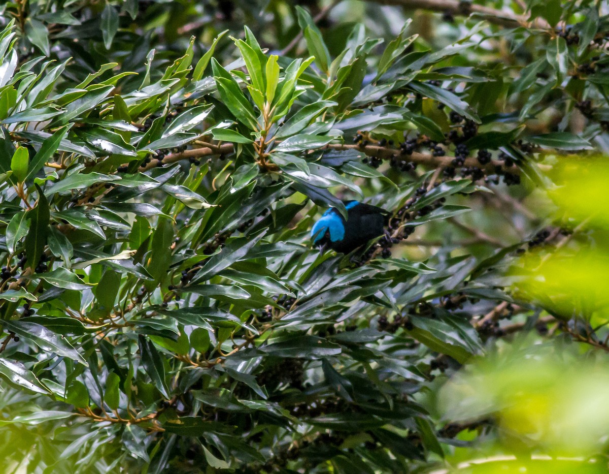 Scarlet-thighed Dacnis - ML22432151