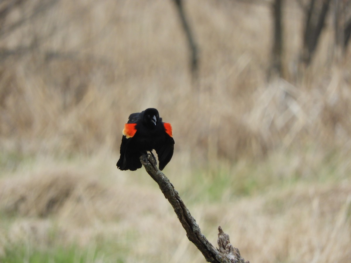 Red-winged Blackbird - heidi tarasiuk
