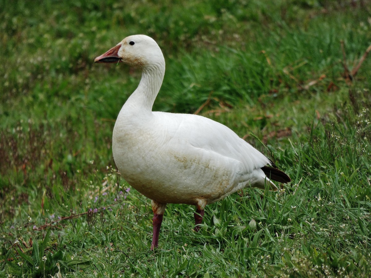 Snow Goose - Craig Johnson