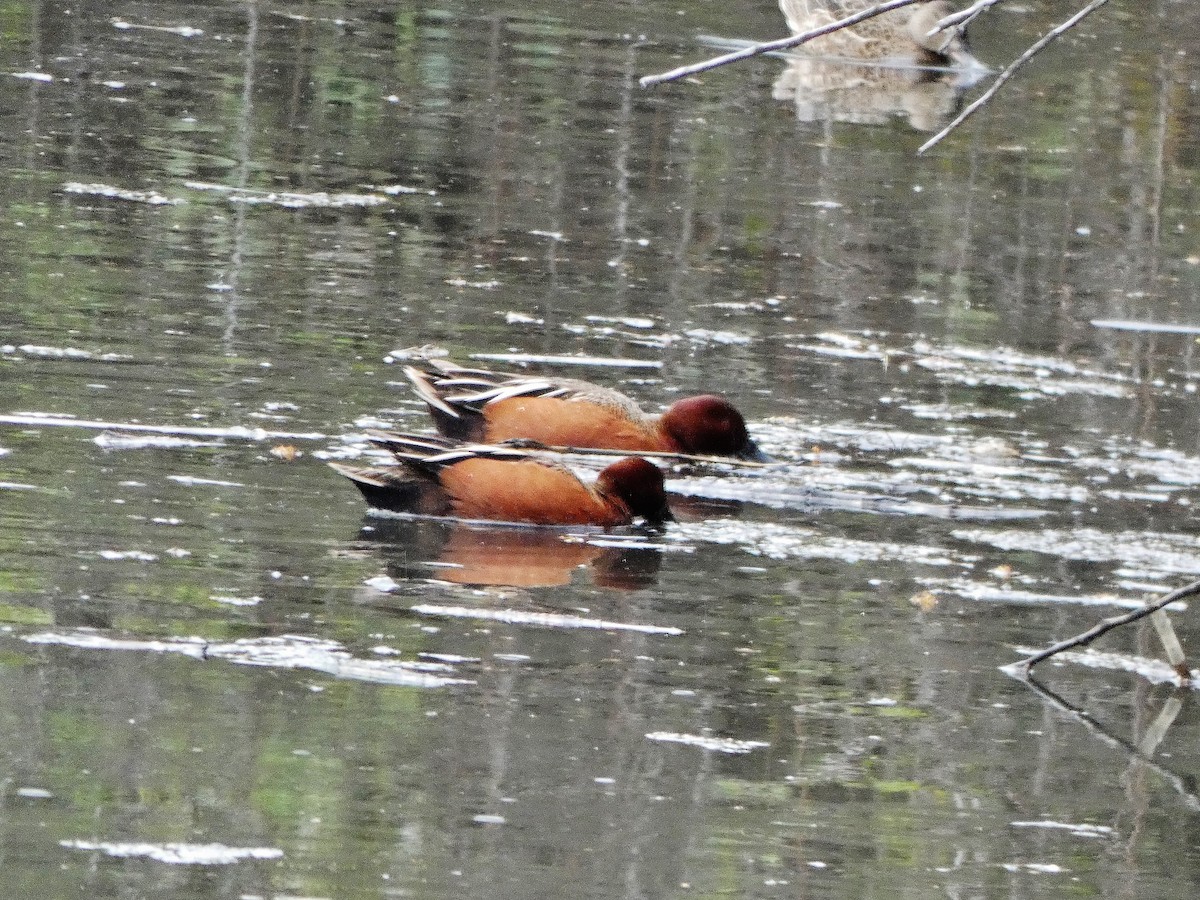 Cinnamon Teal - ML224321701