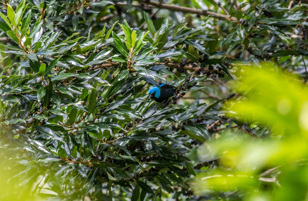 Scarlet-thighed Dacnis - ML22432171