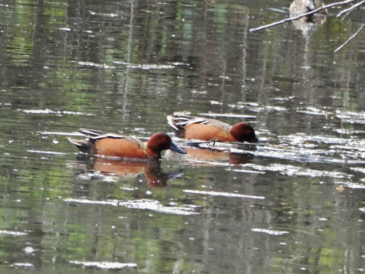 Cinnamon Teal - ML224321731