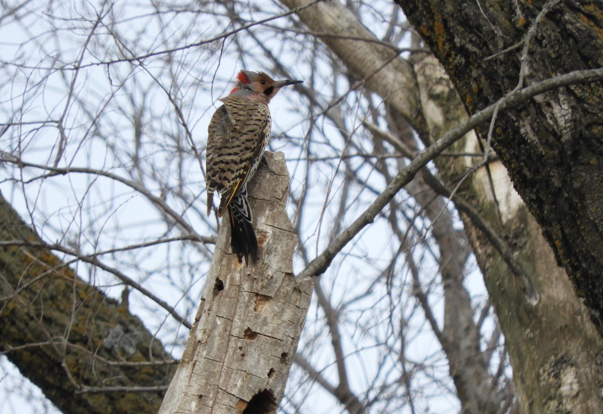 Northern Flicker - heidi tarasiuk