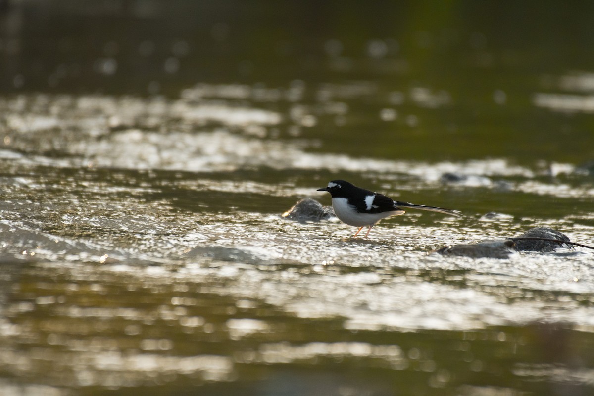 Black-backed Forktail - Ian Hearn