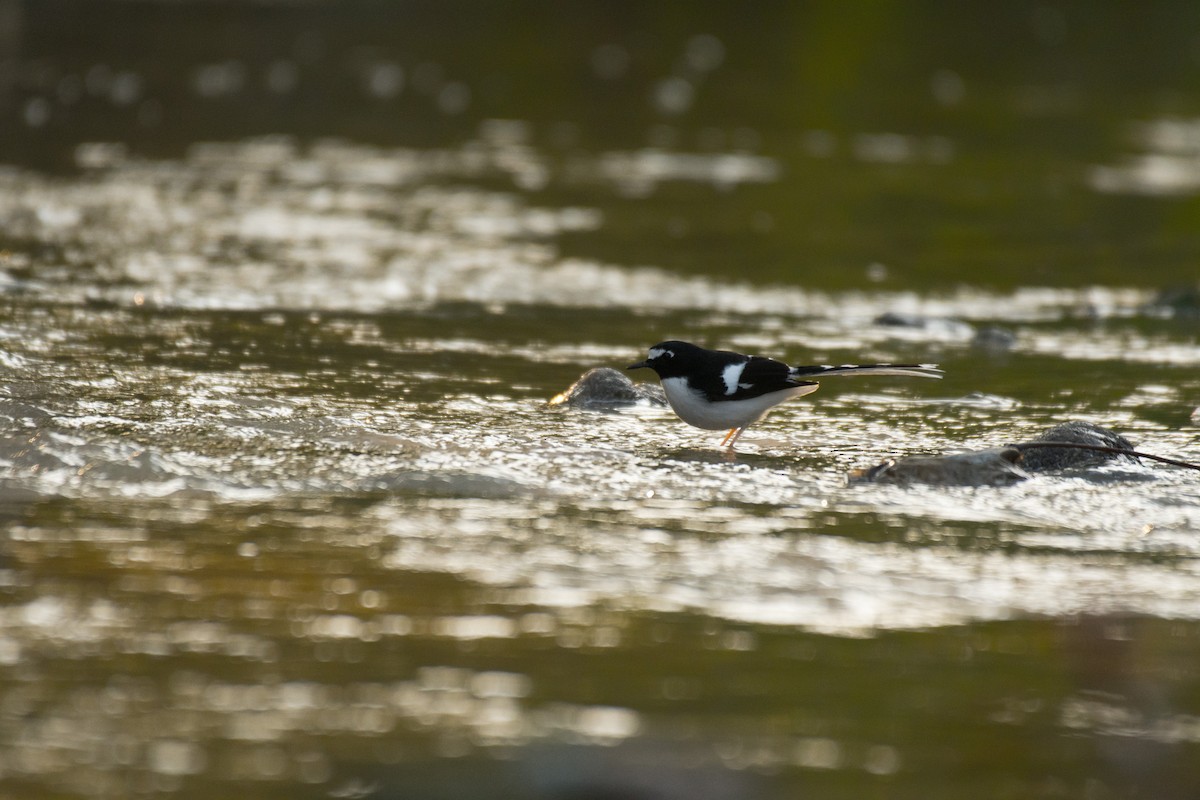 Black-backed Forktail - ML224322721