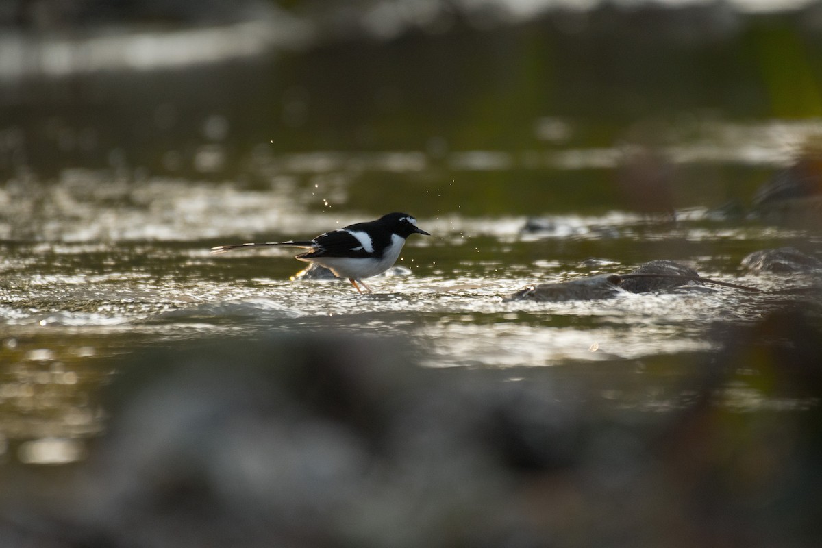 Black-backed Forktail - ML224322741