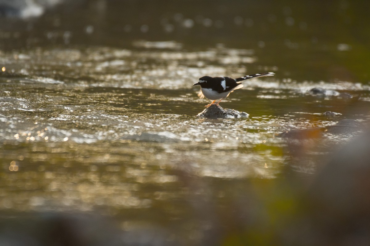 Black-backed Forktail - Ian Hearn