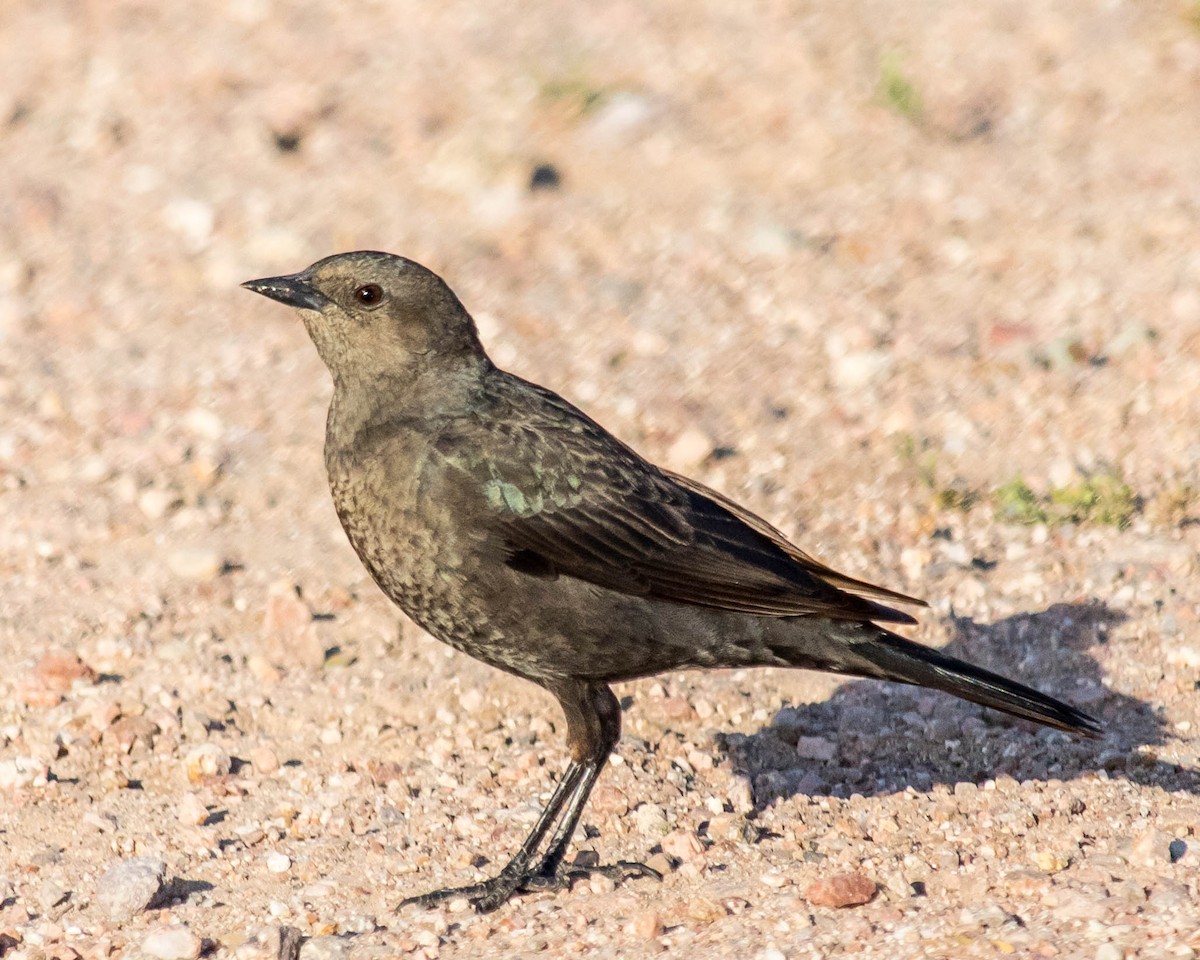 Brewer's Blackbird - Craig Stephansen