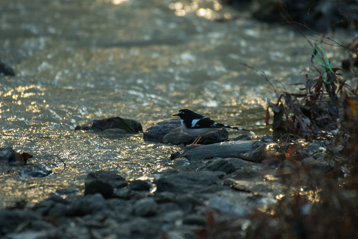 Black-backed Forktail - ML224324131