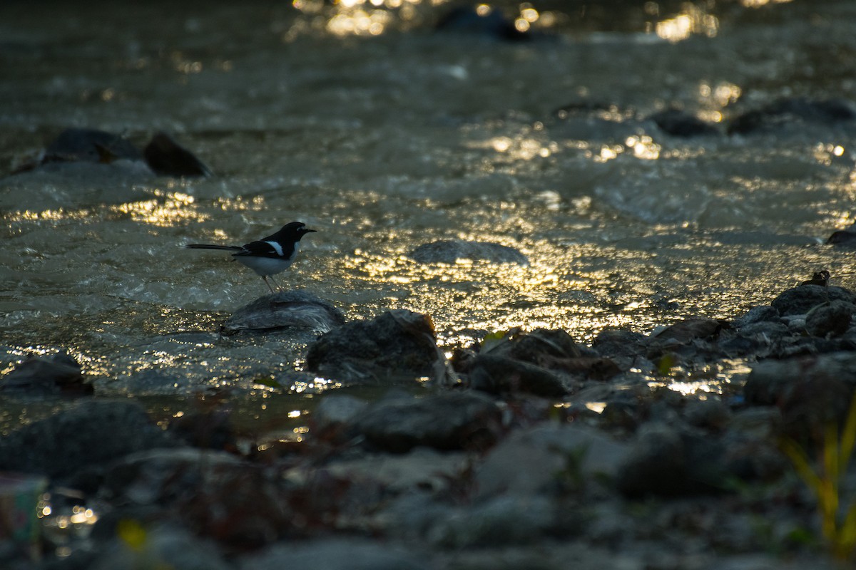 Black-backed Forktail - ML224324161