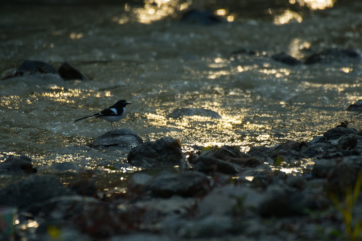 Black-backed Forktail - ML224324301