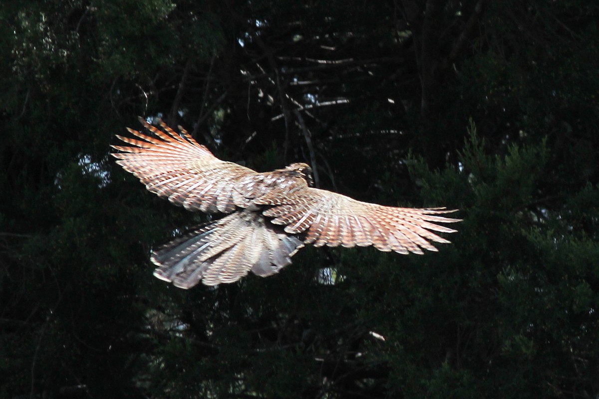 Pheasant Coucal - ML224326851