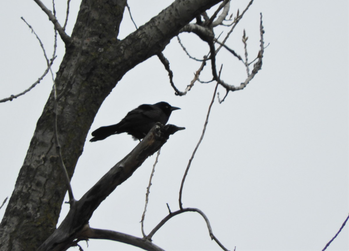 Rusty Blackbird - heidi tarasiuk