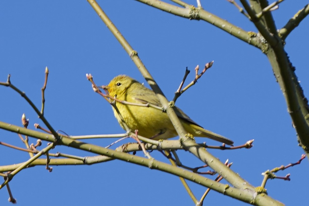 Orange-crowned Warbler - Yikun Wei