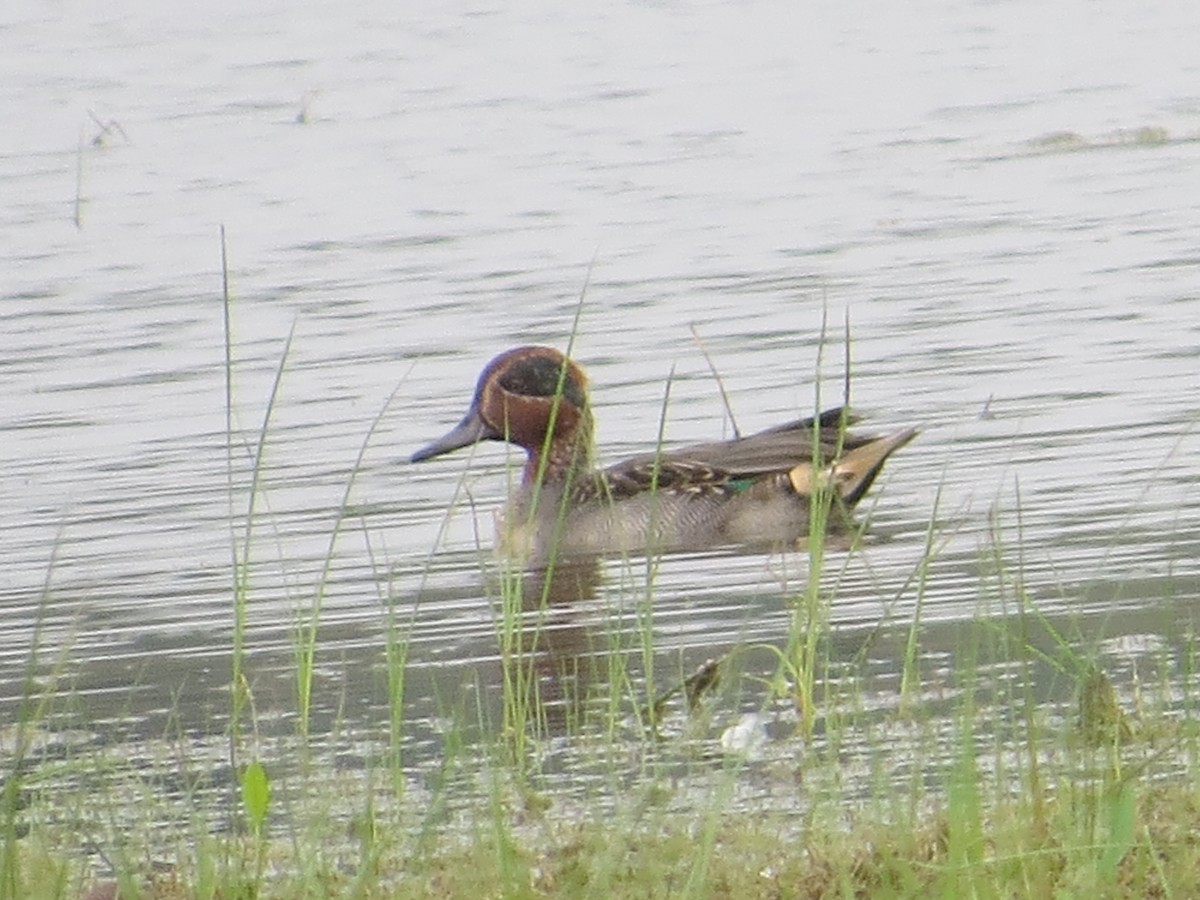 Green-winged Teal - Krishnamoorthy Muthirulan