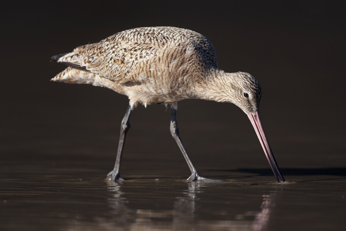 Marbled Godwit - ML224330301