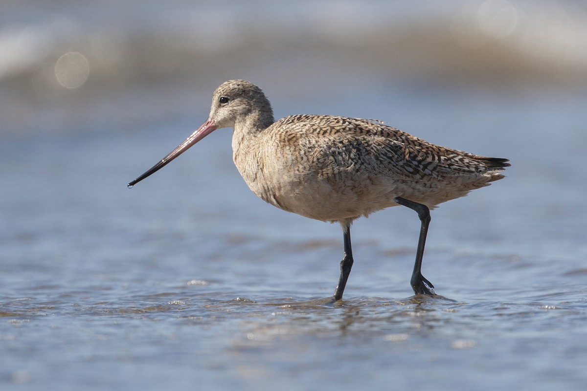 Marbled Godwit - ML224330311