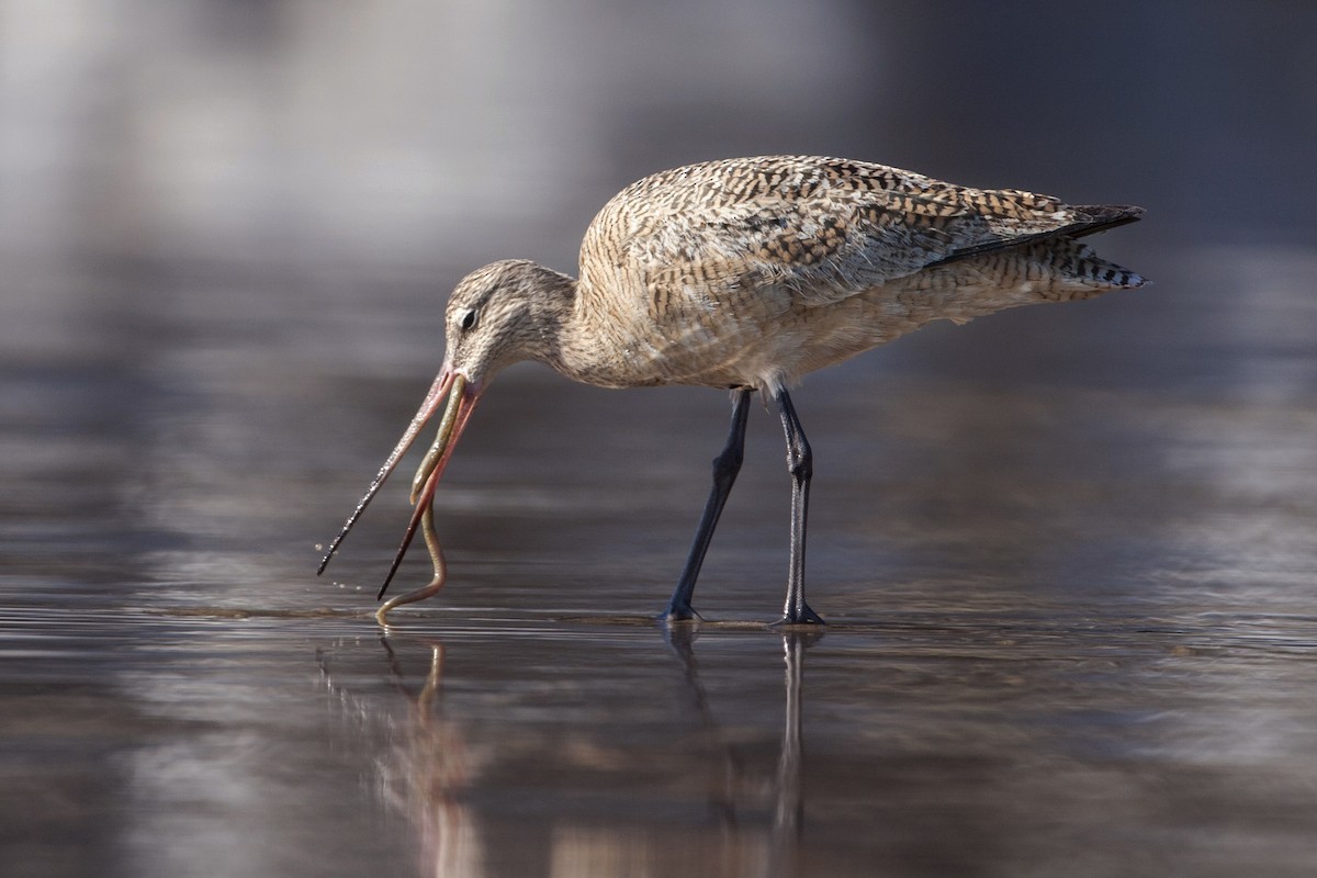 Marbled Godwit - ML224330331