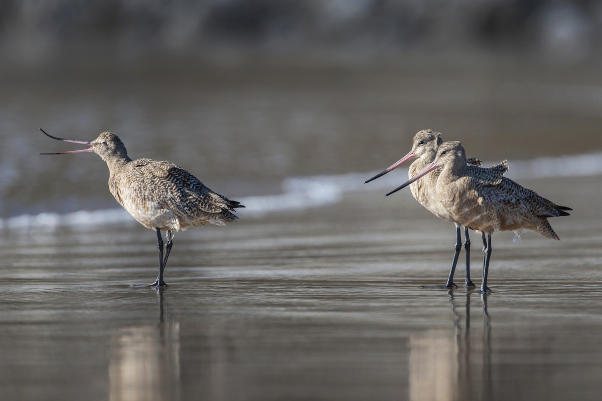 Marbled Godwit - ML224330361