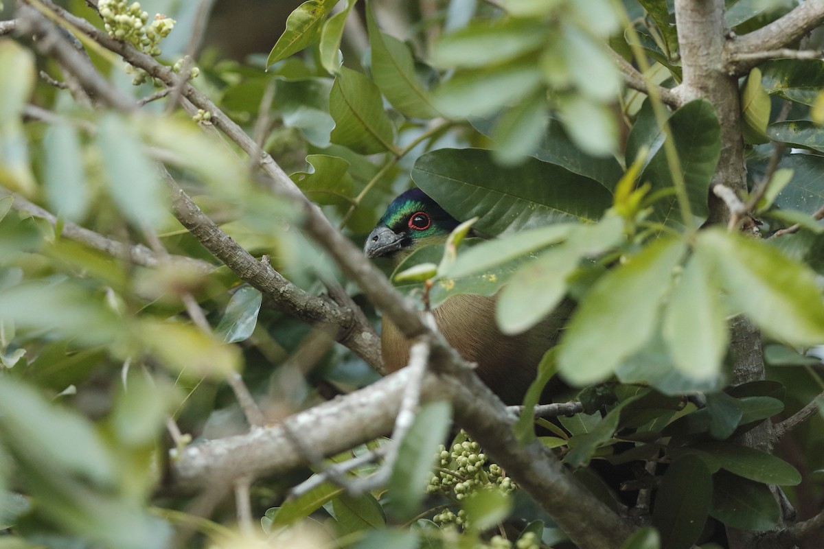 Purple-crested Turaco - ML224330601