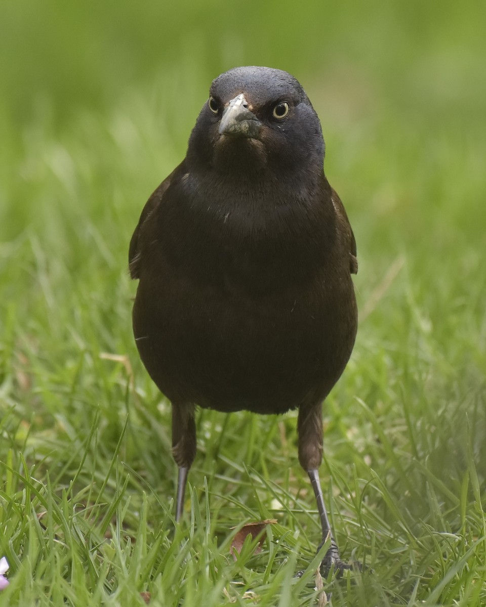 Common Grackle - Danielle Gold