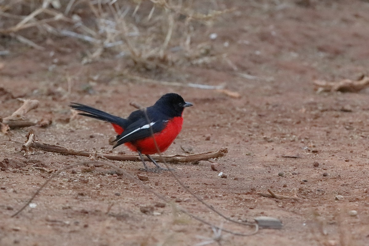 Crimson-breasted Gonolek - Holger Teichmann
