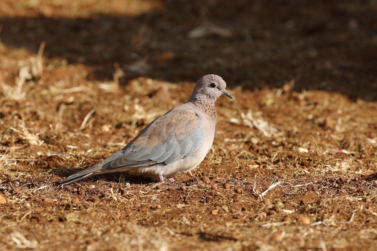 Laughing Dove - ML224332321