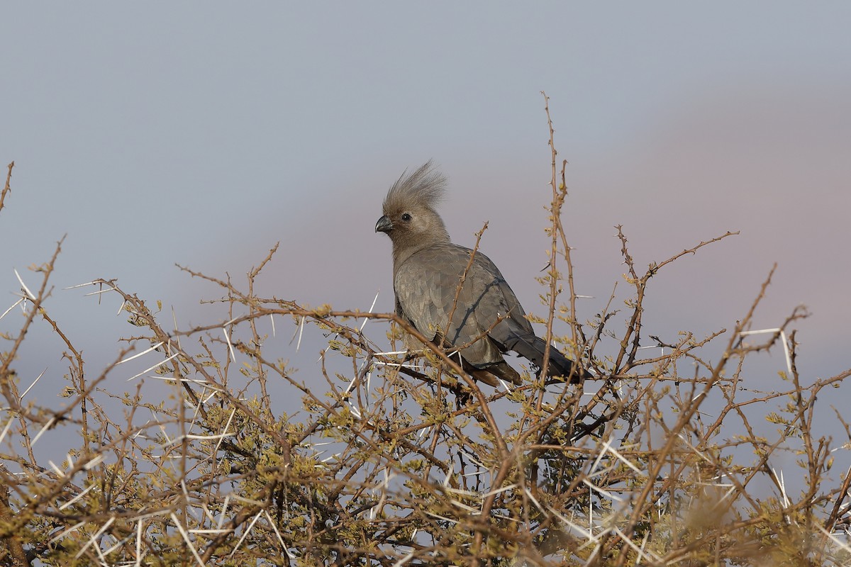 Gray Go-away-bird - Holger Teichmann